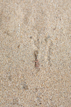 Cargar imagen en el visor de la galería, "Charm" Respiralio